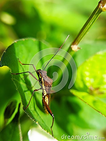 stink bug (Walang sangit) on the leaves Stock Photo