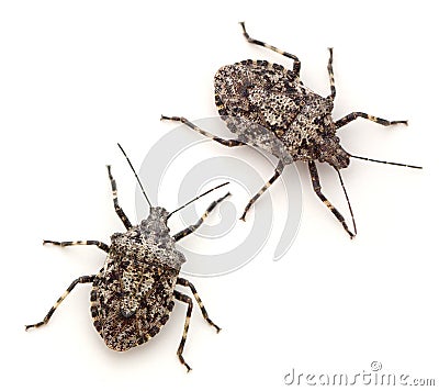 Stink Bugs Stock Photo