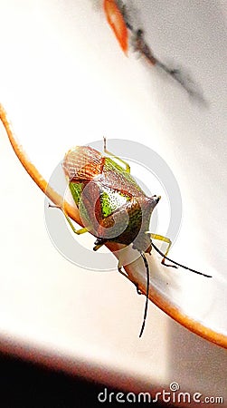 Stink bugs Palomena prasina. The insect crawls on a white surface with a brown stripe. Stock Photo