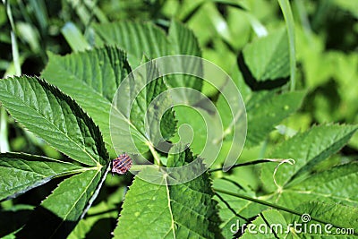 Stink or shield bug Italian striped bug, also known as minstrel on a ground elder plant leaf in a meadow. Stock Photo