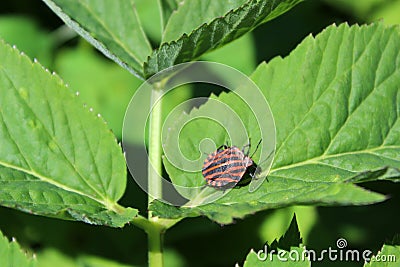 Stink or shield bug Italian striped bug, also known as minstrel on a ground elder plant leaf in a meadow. Stock Photo