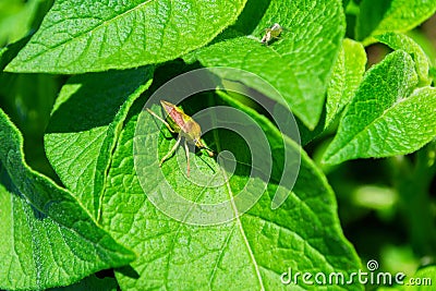 Stinkberry bug Latin: Dolycoris baccarum on a green leaf of the Potato Latin: Solanum tuberosum, closeup. Soft selective focus Stock Photo