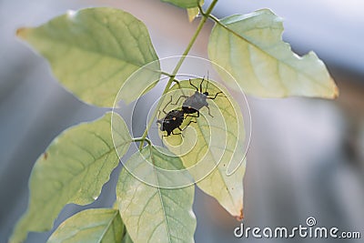 Stinkbugs mating on a leaf - reproduction Stock Photo