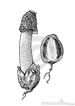 Stinkhorn mushroom illustration, drawing, engraving, line art Vector Illustration