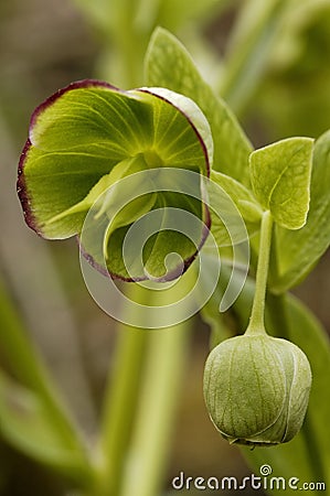 Stinking Hellebore Stock Photo