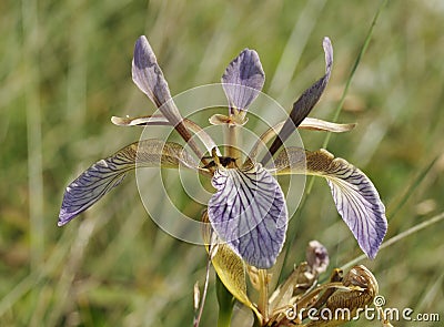 Stinking Iris Stock Photo