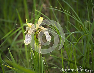 Stinking Iris flower - Iris foetidissima. Stock Photo