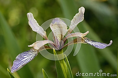 Stinking Iris Stock Photo