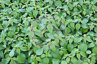 Stinking nettle Stock Photo