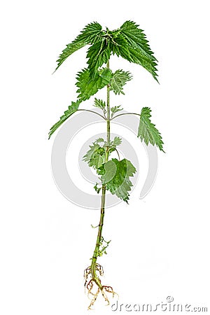 Stinking nettle Urtica dioica all plant and with root, on white background. Stock Photo