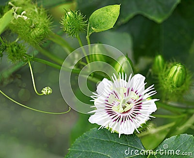 Stinking Passiflora Stock Photo