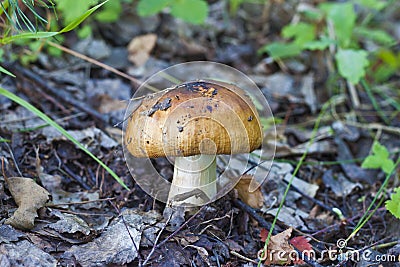 Stinking russula Stock Photo