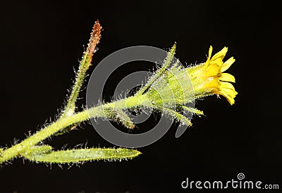 Stinkwort, Stinking fleabane, Dittrichia graveolens Stock Photo