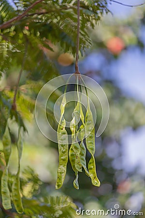 Stinky beans or Petai or Pete or Sato or Bitter bean on the tree originally from Southern in Thailand Stock Photo