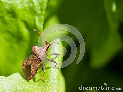 A stinky beetle sitting on a green leaf illuminated by sunlight. Stock Photo