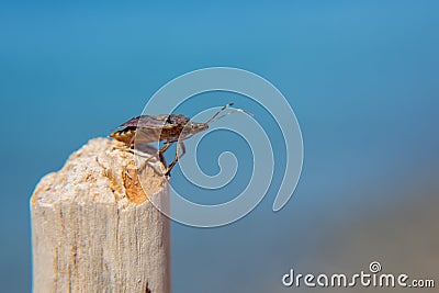 Stinky beetle sitting on a wooden stick. Macro. On a blue sky background. Stock Photo