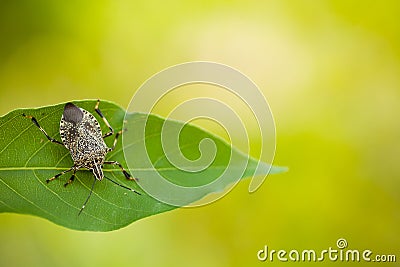 Stinky bug on leaf Stock Photo