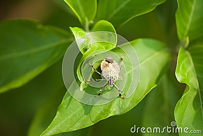 Stinky bug on leaf Stock Photo