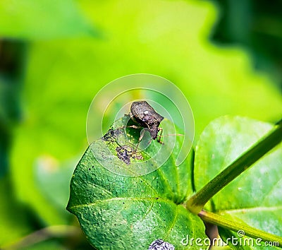 Stinky bug on leaf with macro shot Stock Photo