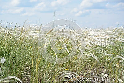 Stipa grass Stock Photo