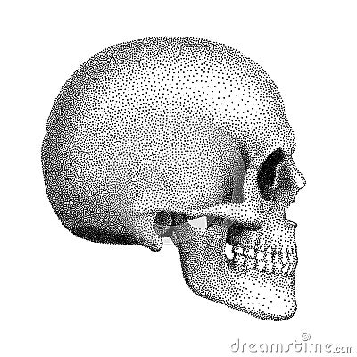 Stippled human skull with a lower jaw. Profile view. Vector illustration Vector Illustration