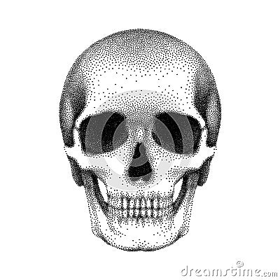 Stippled human skull with a lower jaw. Vector textured illustration Vector Illustration