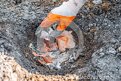 Stirring in the rubber glove of the husks of onions with garlic and ash with charcoal before planting potatoes in the ground Stock Photo