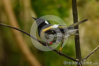 Stitchbird - Notiomystis cincta - Hihi in Maori language, endemic bird sitting on the branch in the New Zealand forest Stock Photo