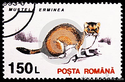 Stoat Mustela erminea, Mammals serie, circa 1997 Editorial Stock Photo