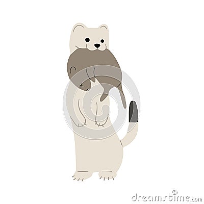 stoats,ermine and weasels single 5 Vector Illustration