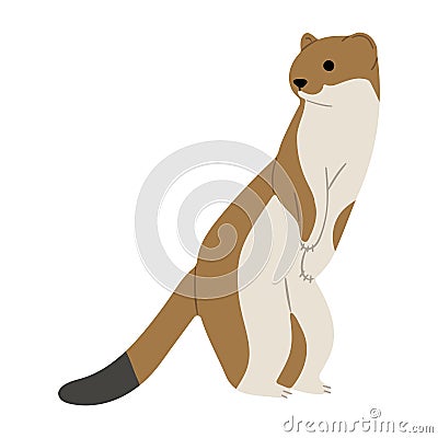 stoats,ermine and weasels cute 8 Vector Illustration