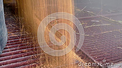 Stoccaggio dei cereali dopo il raccolto Stoccaggio dei cereali dopo il raccolto