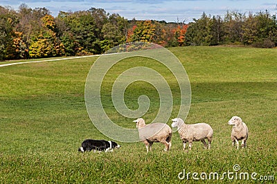 Stock Dog (Border Collie) and Sheep (Ovis aries) Standoff Stock Photo