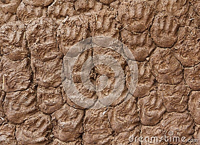 Stock of dry cow dung on the wall as fuel for cooking Stock Photo