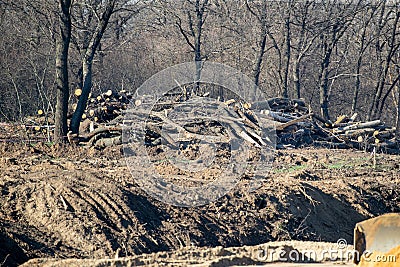 stock of firewood felled trees stacked in the forest freight forwarder and stacks of logs at the edge of the forest Stock Photo