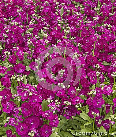 Stock 'Hot Cakes Mix' (Matthiola incana) Stock Photo