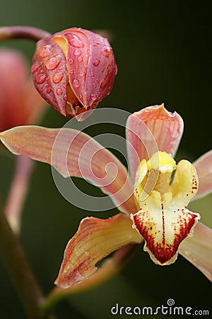 Stock image of Close of of orchid Stock Photo