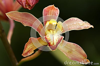 Stock image of Close of of orchid Stock Photo