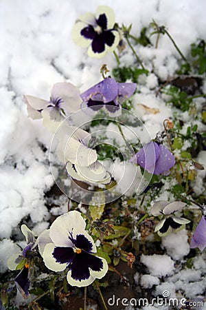 Stock image of Pansies Under Snow Stock Photo