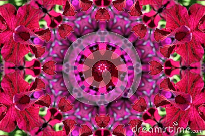 Stock image of Petunia Kaleidoscope Stock Photo