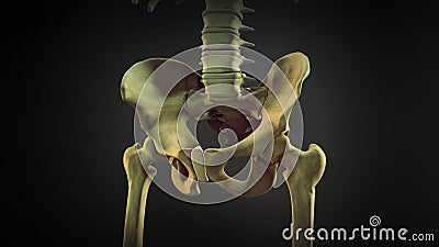 The hip bone or coxal bone Stock Photo