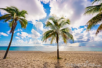 Stock image tropical summer palms on Fort Lauderdale Beach FL or could be Miami Stock Photo