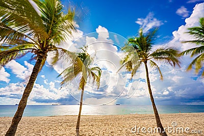 Stock image tropical summer palms on Fort Lauderdale Beach FL or could be Miami Stock Photo