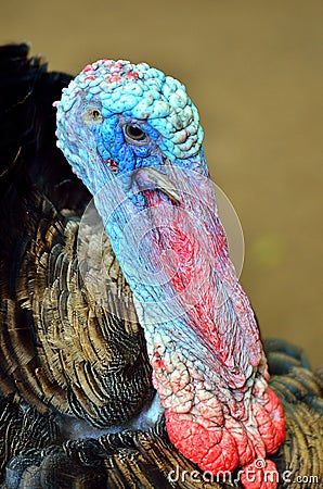 Stock image of Wild Turkey (Meleagris gallopavo) Stock Photo