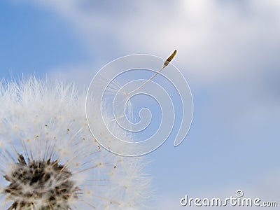 Stock macro photo of a dandelion seed. Stock Photo