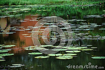 Stock photo of beautiful forest lake panorama, lotus flower or water lily flower with green leaves floating on lake water at Stock Photo