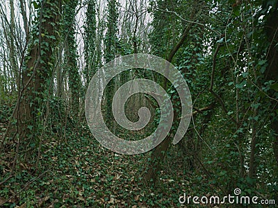 The Beauty of Tenacity: Common Ivy in the Forest Stock Photo