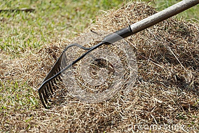 stock photo cleaning up the grass with a rake aerating and scarifying the lawn in the garden 10 Stock Photo