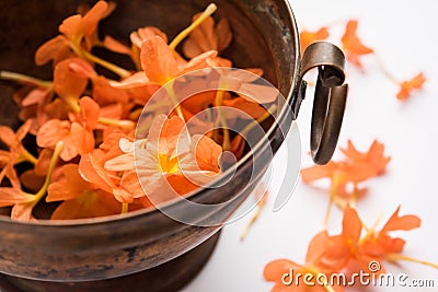 Stock photo of crossandra flowers also known as Aboli flowers in India Stock Photo