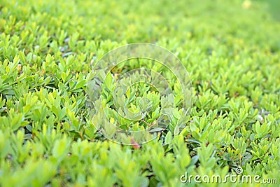 Stock photo green leaves foliage texture background Stock Photo